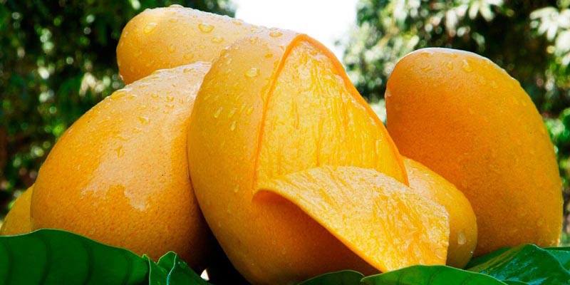 Conoce los beneficios del mango