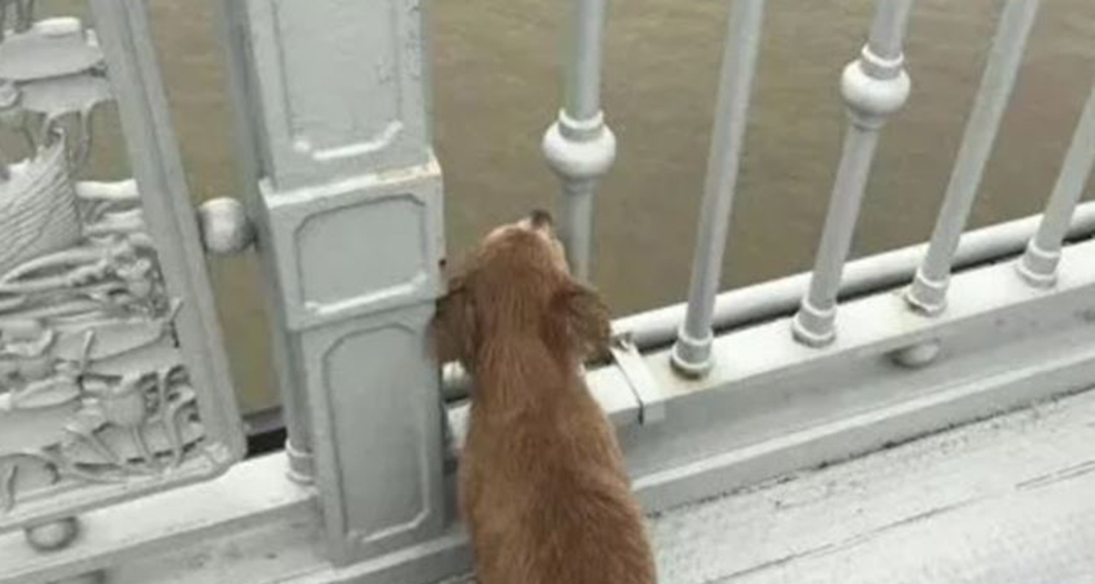 Un perro espera a su dueño por días en el puente donde se suicidó | El Imparcial de Oaxaca