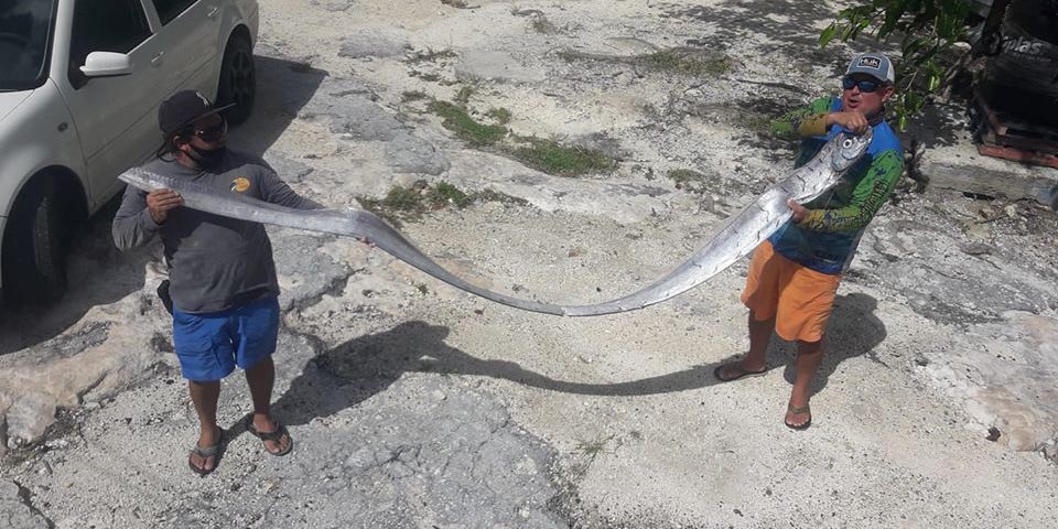 Pez remo es encontrado en Cozumel; presagio de terremotos y huracanes, dicen | El Imparcial de Oaxaca
