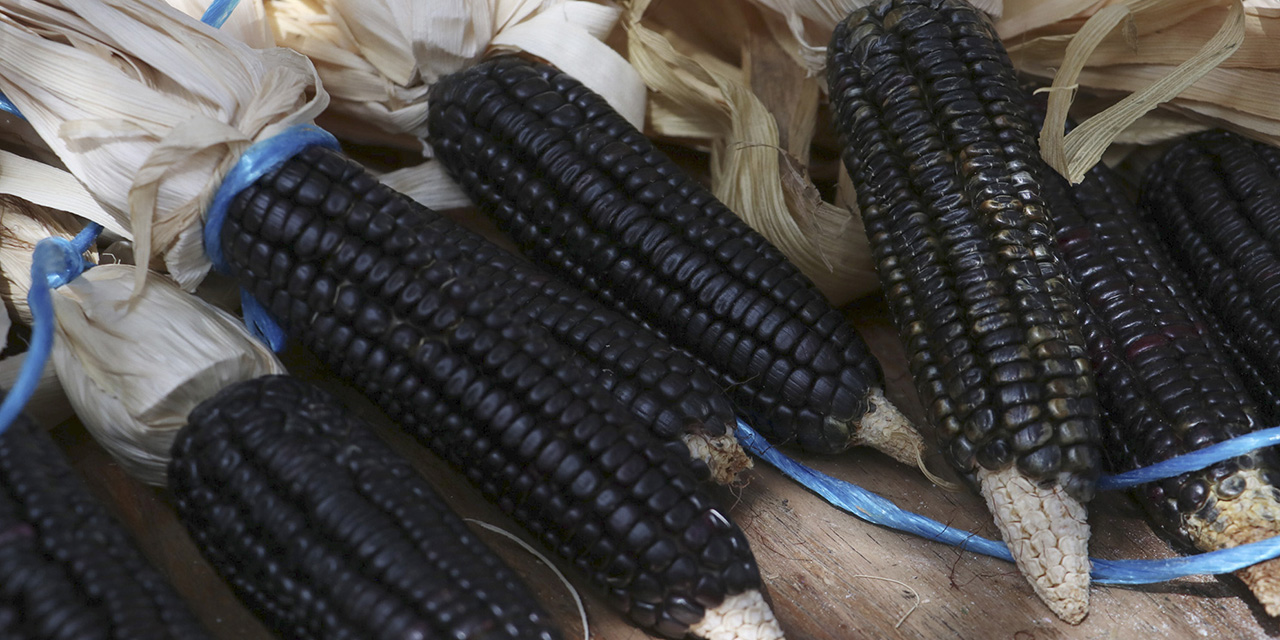 217 mil oaxaqueños viven del maíz | El Imparcial de Oaxaca