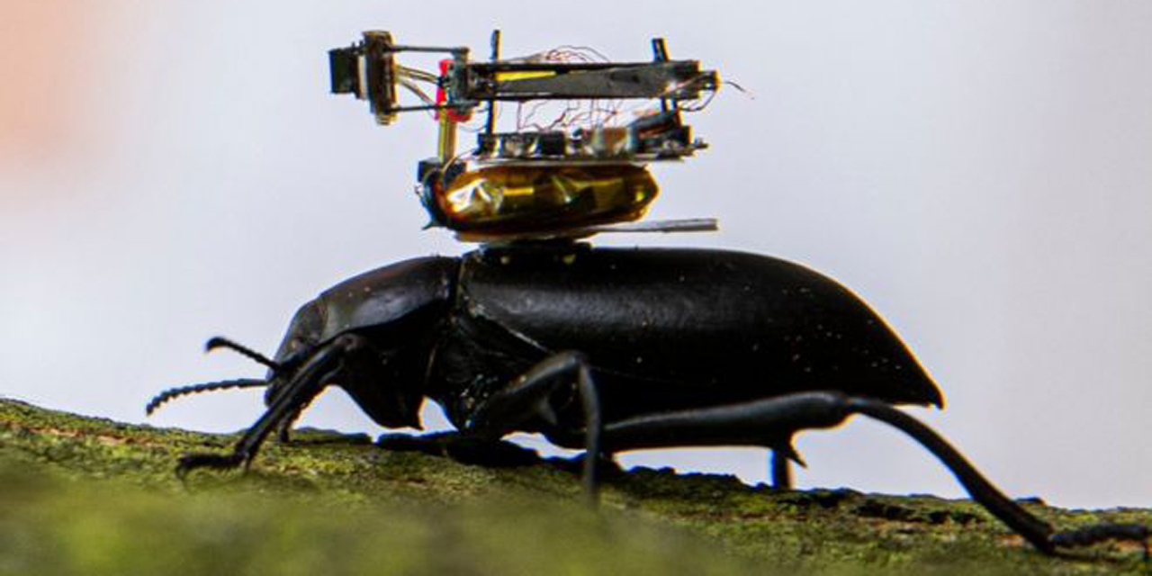 Video: Diseñan cámara inalámbrica miniatura para monitorear los movimientos de los insectos | El Imparcial de Oaxaca