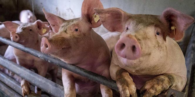 China minimiza riesgo de pandemia por virus gripe porcina | El Imparcial de Oaxaca