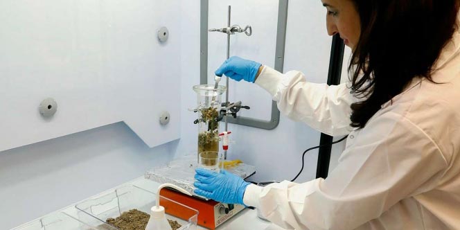 Israel crea gel antibacterial a partir de residuos vegetales | El Imparcial de Oaxaca