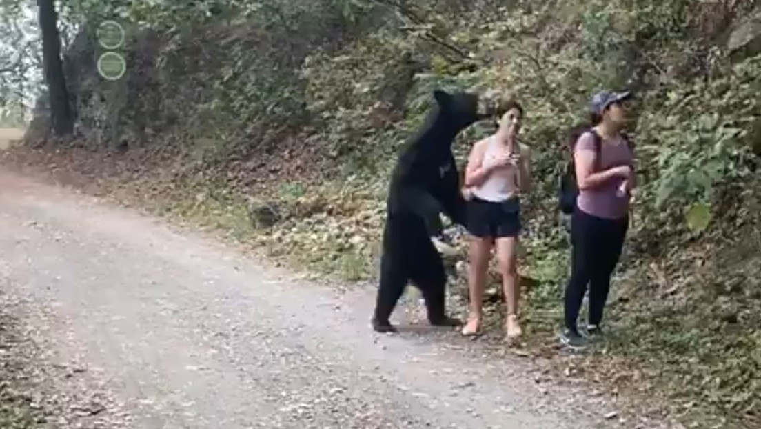 Video: Jóvenes son sorprendidas por un oso durante caminata en parque | El Imparcial de Oaxaca