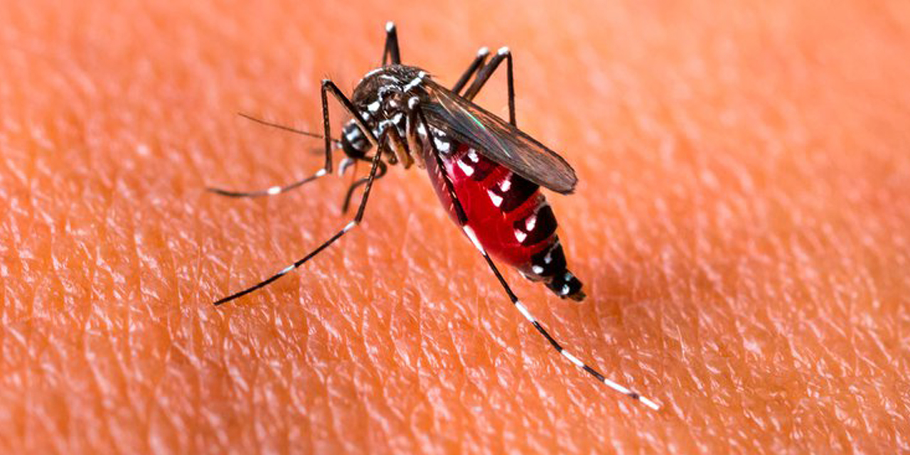 Oaxaca reporta 6 casos de dengue en una semana | El Imparcial de Oaxaca