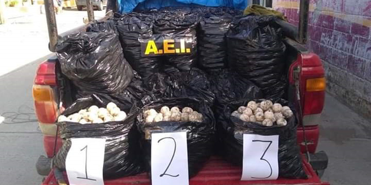 Decomisan 25 mil huevos de tortuga en Salina Cruz | El Imparcial de Oaxaca