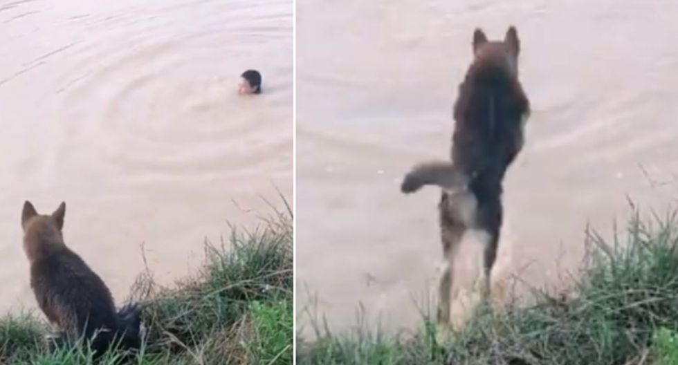 Video: Perro se arroja al agua para salvar a su dueño que se estaba “ahogando” | El Imparcial de Oaxaca