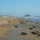Tortugas golfinas arriban a la costa oaxaqueña
