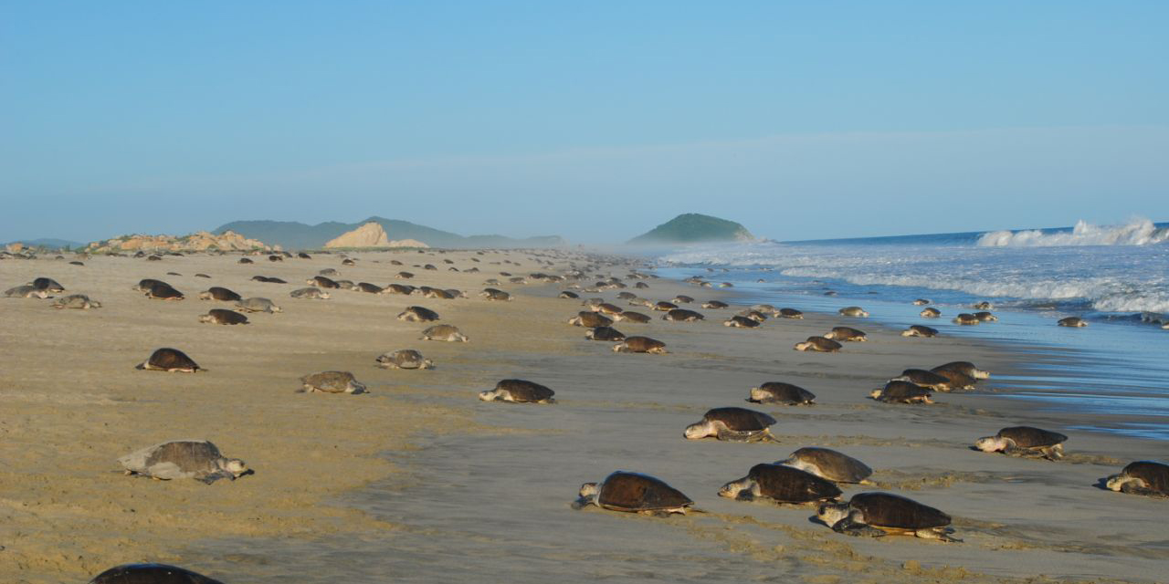 Tortugas golfinas arriban a la costa oaxaqueña | El Imparcial de Oaxaca