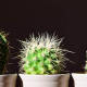 Trucos para cuidar un cactus sin morir en el intento