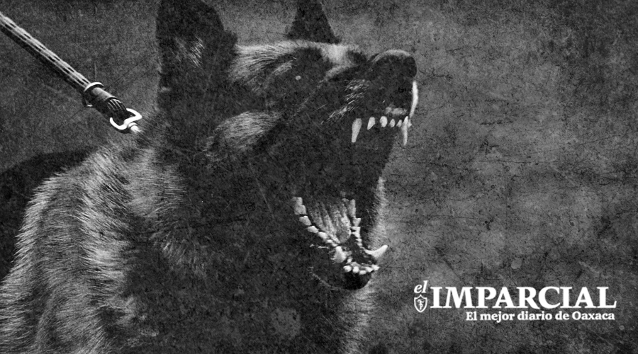 Hallan a hombre decapitado; culpan a perro