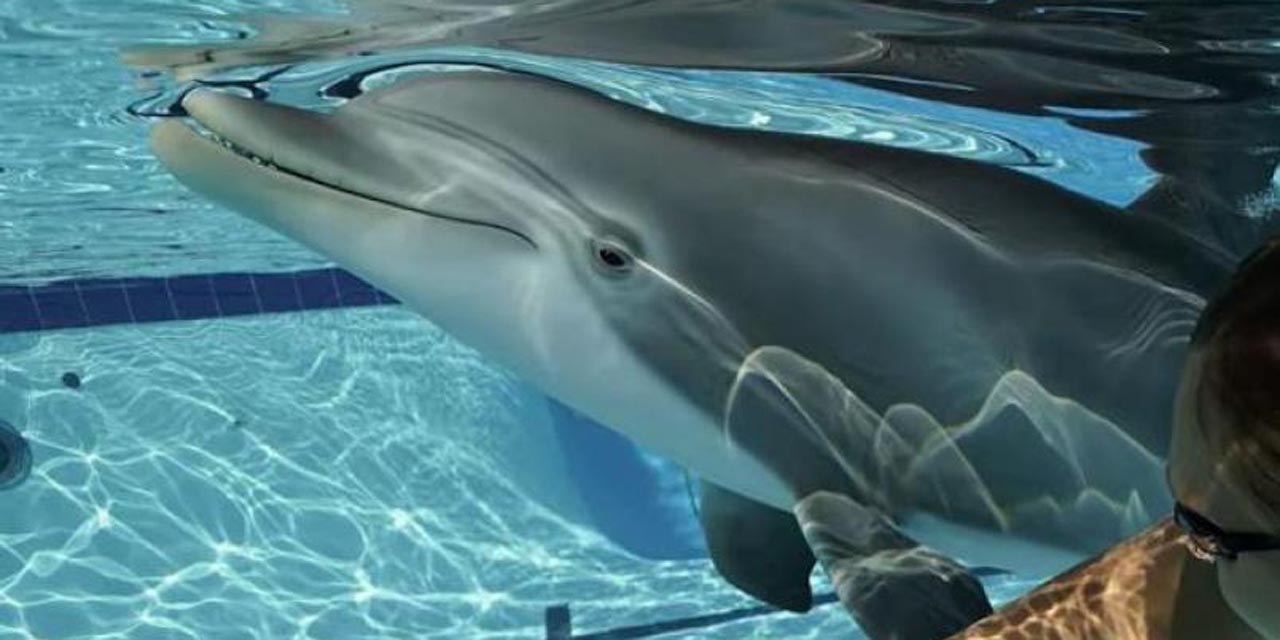 Video: Crean delfín robot para reemplazar a los que están en acuarios | El Imparcial de Oaxaca