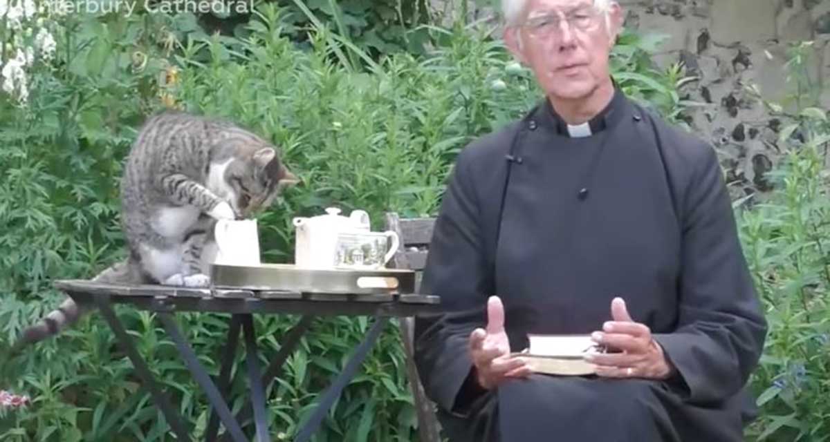 Video: Gato roba la leche de un sacerdote durante una transmisión en vivo | El Imparcial de Oaxaca