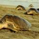 Despliegan operativos para proteger tortugas en la costa de Oaxaca