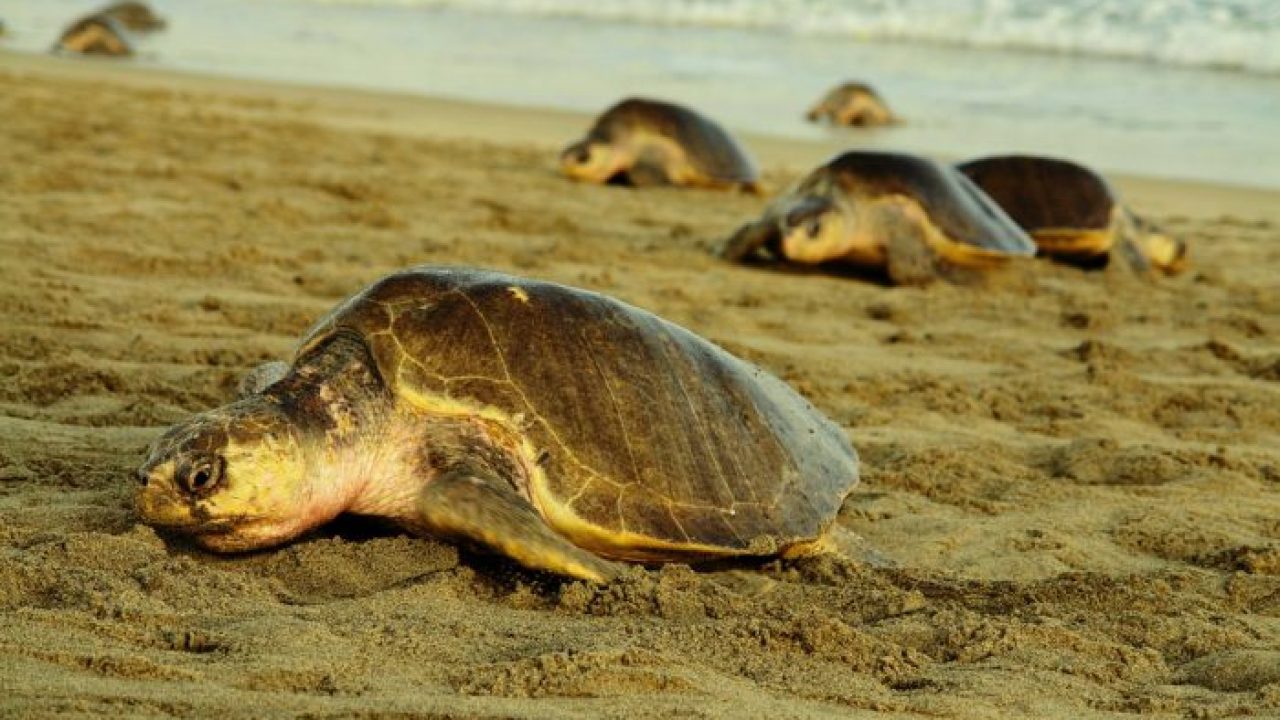 Despliegan operativos para proteger tortugas en la costa de Oaxaca | El Imparcial de Oaxaca