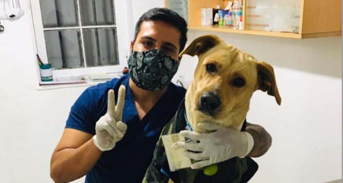 Video: Regalan casa a perro que espera a su dueño afuera de un hospital | El Imparcial de Oaxaca