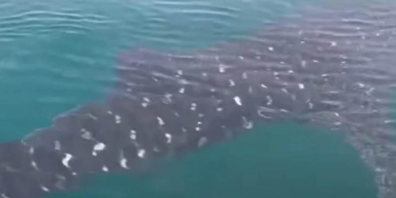 Video: Captan delfines y un tiburón en playas de Chiapas | El Imparcial de Oaxaca