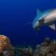 Tiburones están funcionalmente extintos en un 20 por ciento de arrecifes de coral