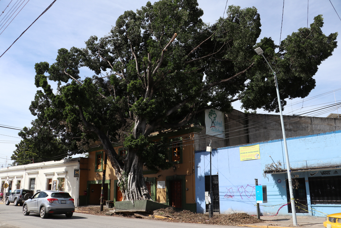 Dictaminan derribo de árbol centenario | El Imparcial de Oaxaca