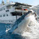 Tiburón blanco de BC en grave peligro por piratas chinos