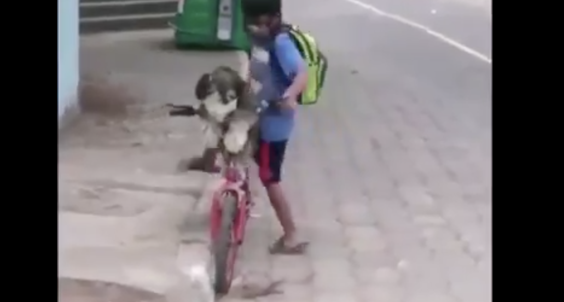 Video: Niño se hace viral por ponerle cubrebocas a su perro cuando lo saca a pasear | El Imparcial de Oaxaca