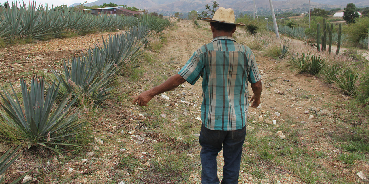 Covid-19 noquea a la industria del mezcal | El Imparcial de Oaxaca