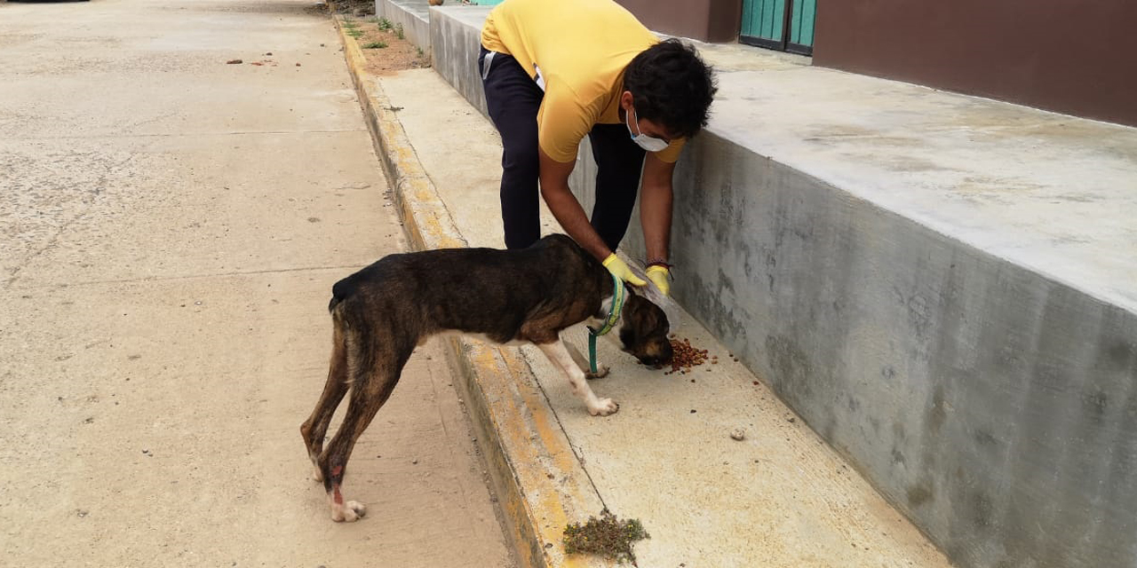 Jóvenes altruistas alimentan perros callejeros en Juchitán | El Imparcial de Oaxaca