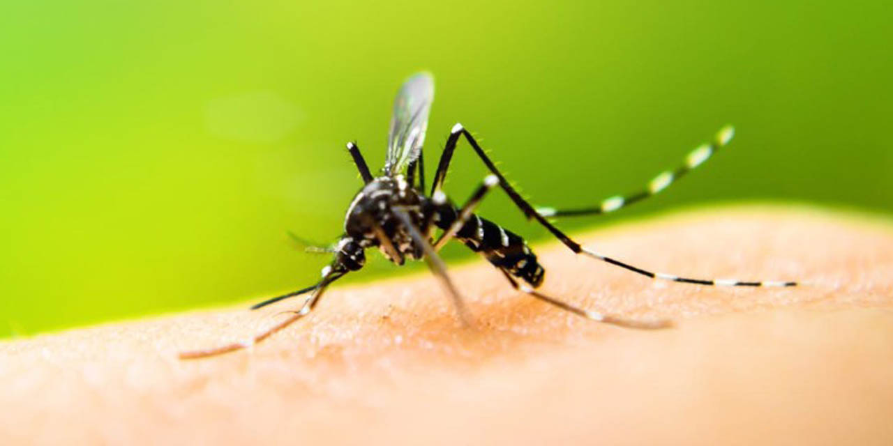 Dos semanas sin casos de dengue en Oaxaca | El Imparcial de Oaxaca