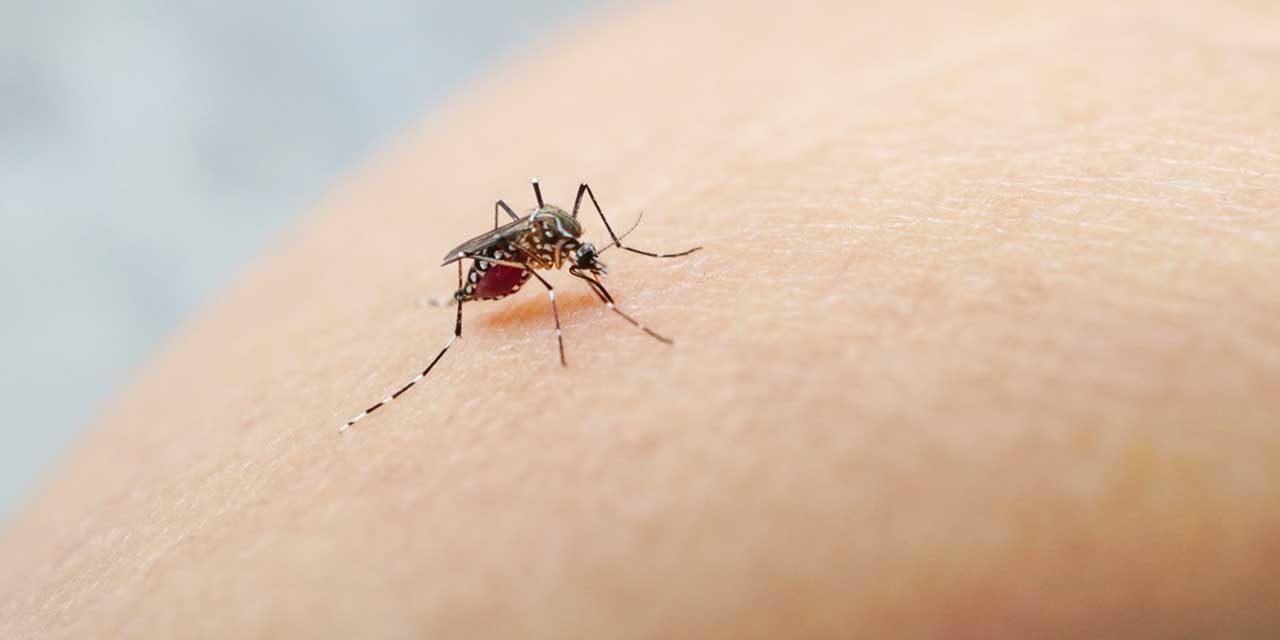 Oaxaca acumula 87 casos de dengue | El Imparcial de Oaxaca Oaxaca acumula 87 casos de dengue | El Imparcial de Oaxaca