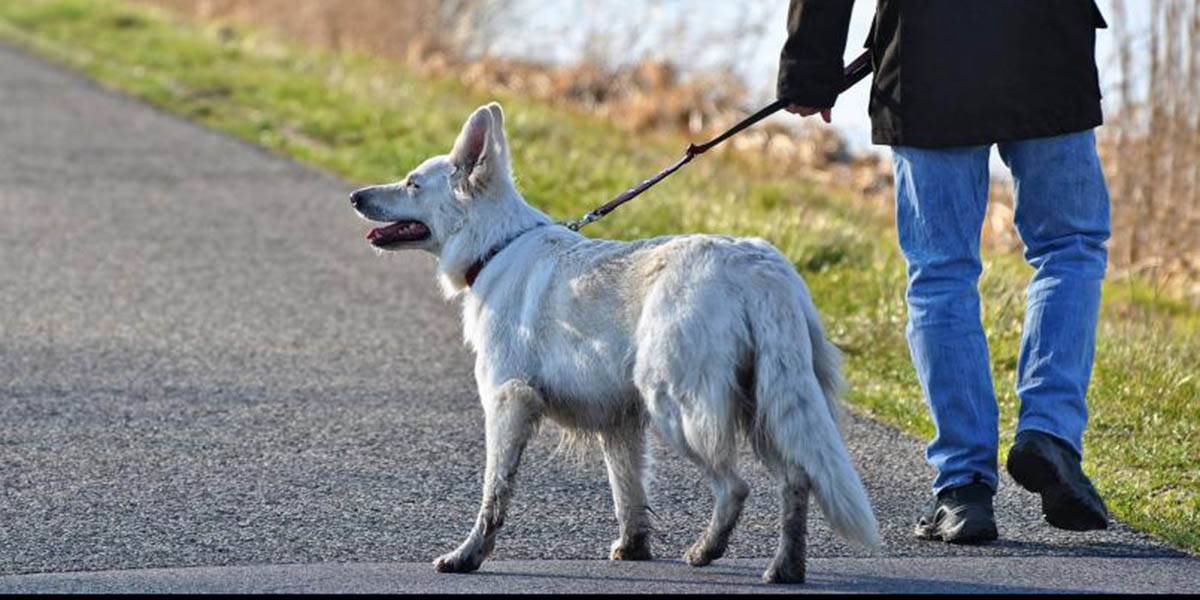 Nueva ley obligaría pasear a los perros dos veces al día en Alemania | El Imparcial de Oaxaca