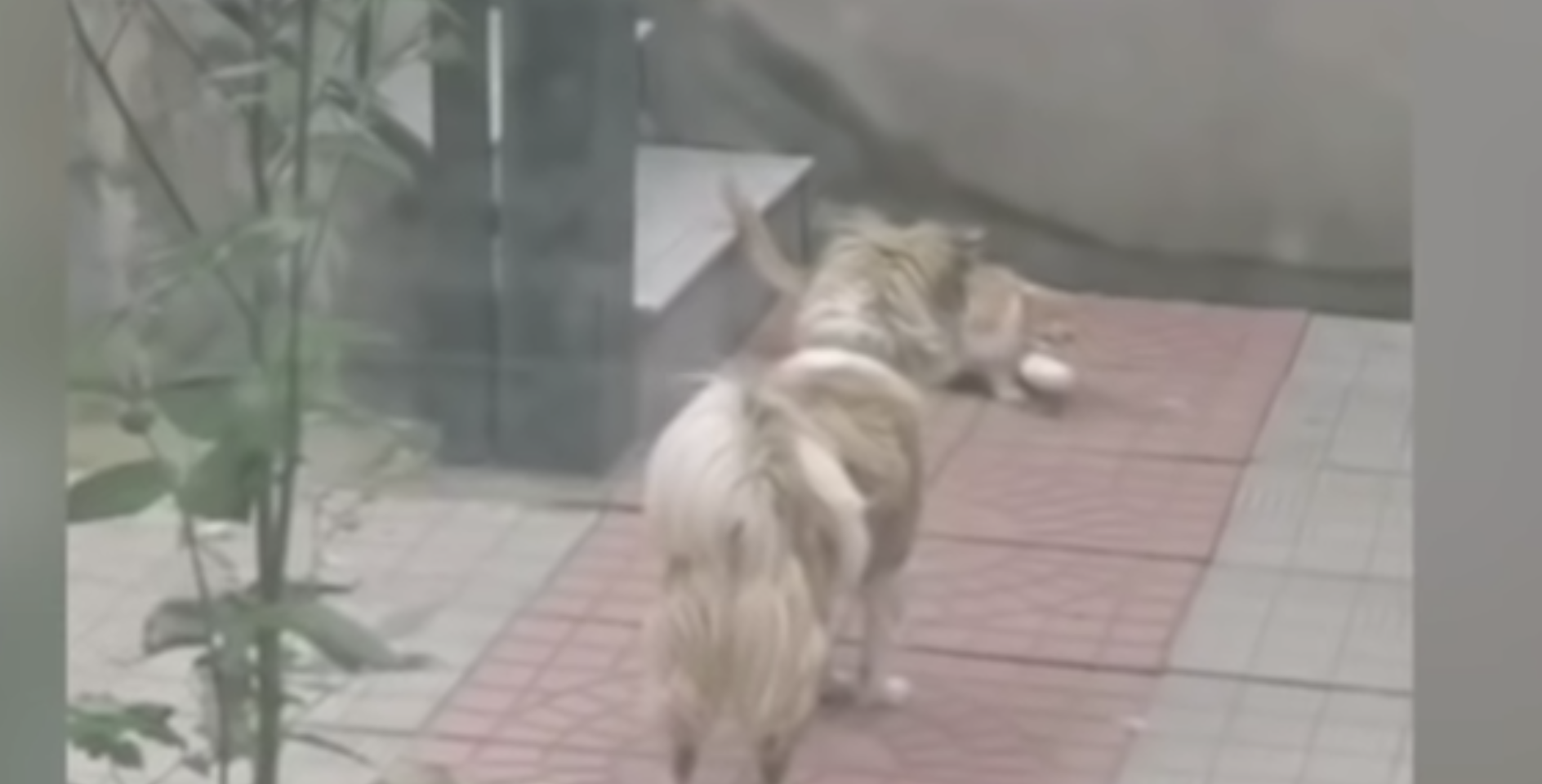 Video: Perro comparte su comida con un gato callejero hambriento | El Imparcial de Oaxaca