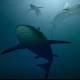 Avistan especies de tiburones nadando en las Galápagos