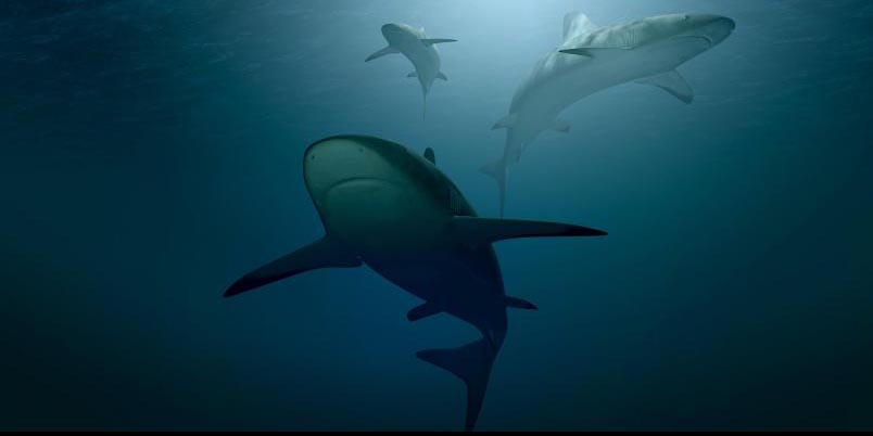 Avistan especies de tiburones nadando en las Galápagos | El Imparcial de Oaxaca