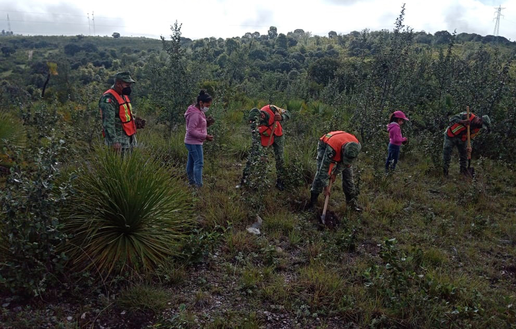 Continúa Sedena reforestando en Zapotitlán Palmas | El Imparcial de Oaxaca