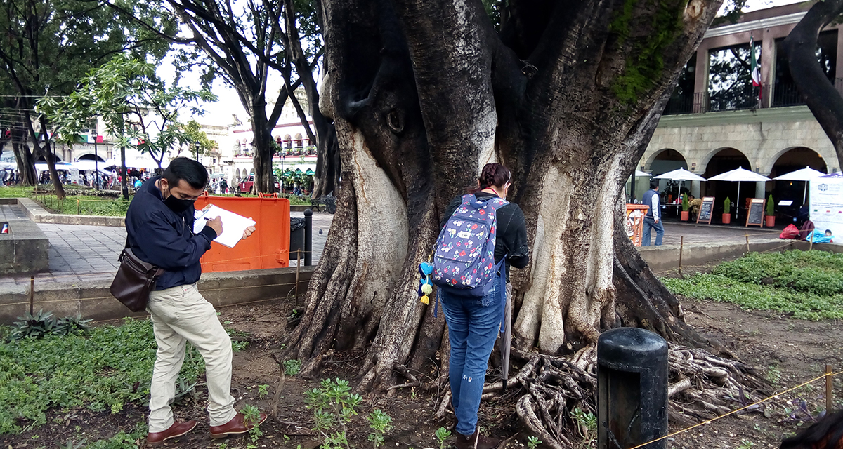 Ayuntamiento de Oaxaca, sin plan de manejo para arbolado