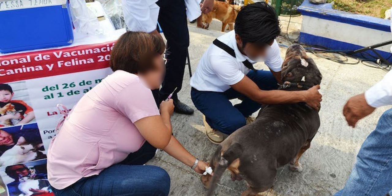Vacunarán mascotas en Salina Cruz | El Imparcial de Oaxaca