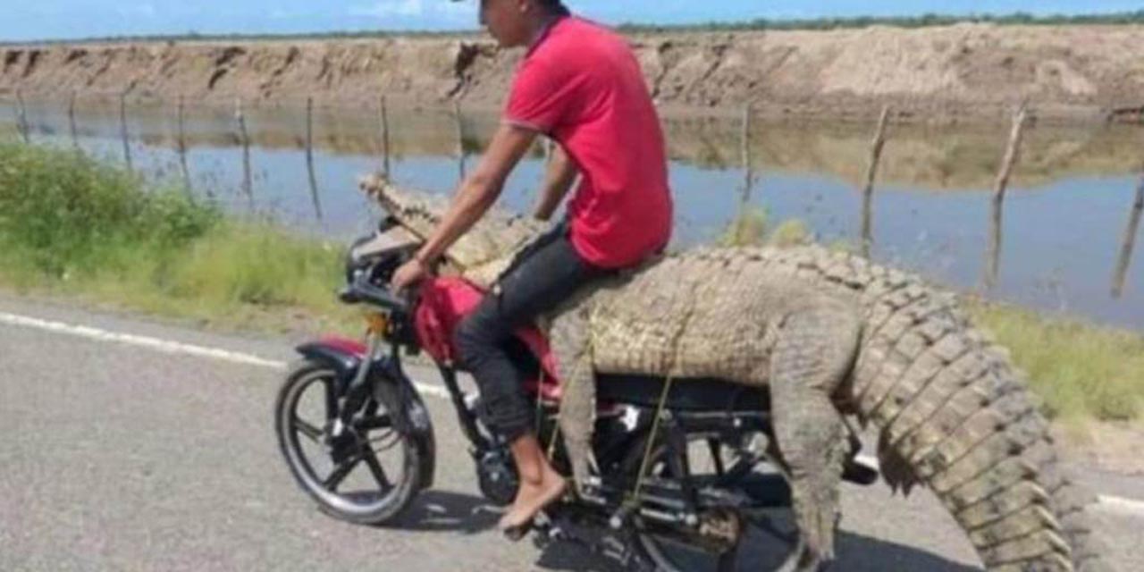 Video: Jóvenes atrapan un cocodrilo y lo trasladan en una moto | El Imparcial de Oaxaca