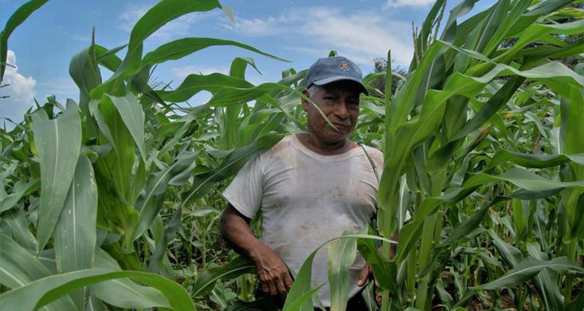 Buscan rescatar el maíz Zapalote Chico