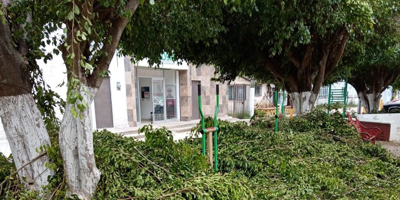 Podan árboles en Matías Romero y dejan las ramas tiradas | El Imparcial de Oaxaca