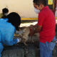 Continúa Jornada Nacional de Vacunación Canina y Felina