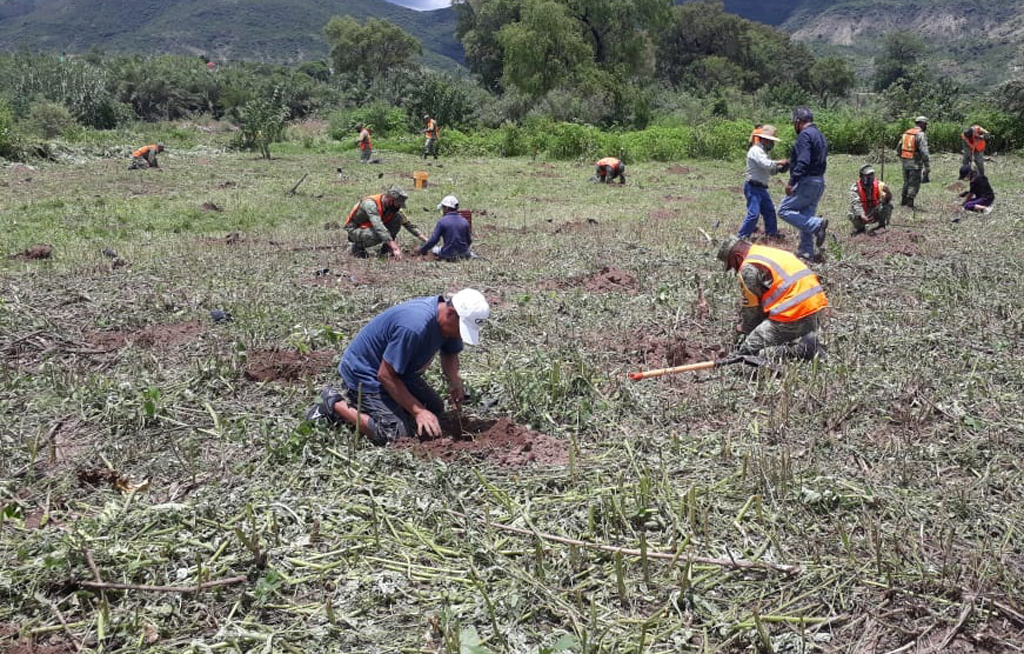 Termina periodo de reforestación en Santa María Camotlán | El Imparcial de Oaxaca