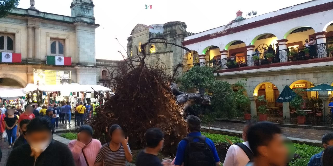Cae emblemático árbol del Zócalo de Oaxaca | El Imparcial de Oaxaca
