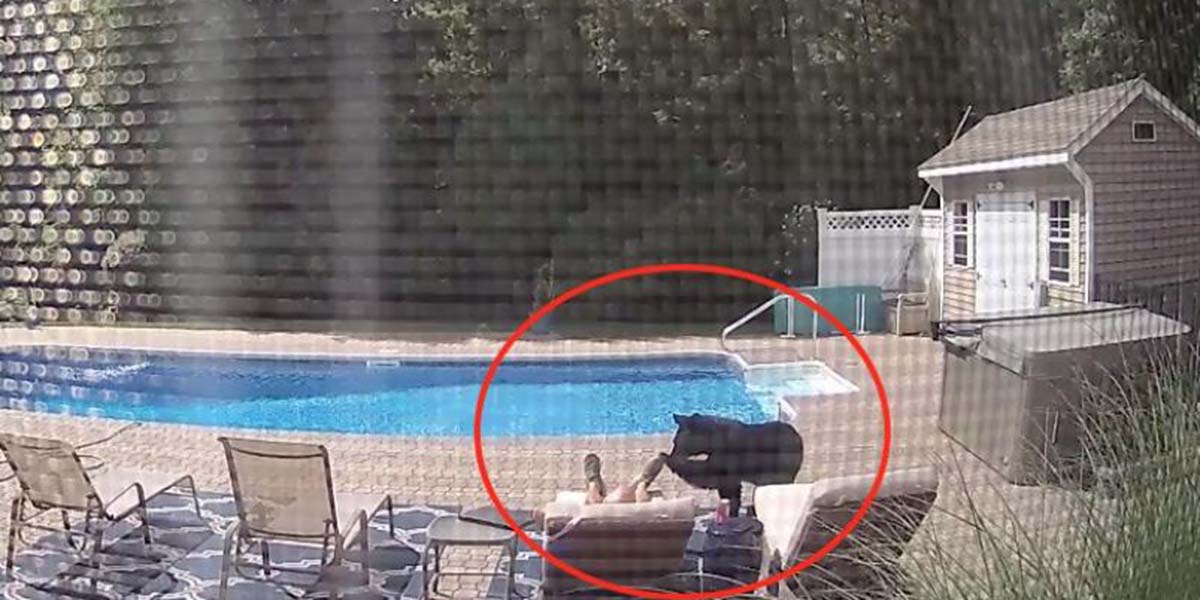 Video: Oso lo sorprende cuando descansaba frente a una piscina | El Imparcial de Oaxaca