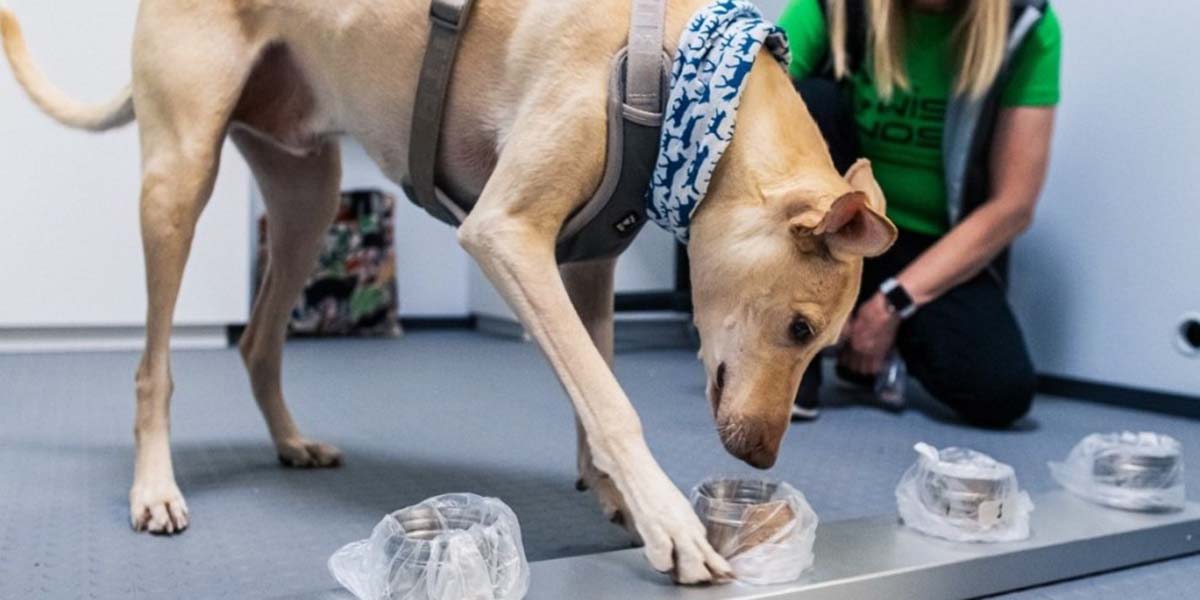 Aeropuerto en Finlandia utiliza perros para detectar a pasajeros con Covid-19 | El Imparcial de Oaxaca