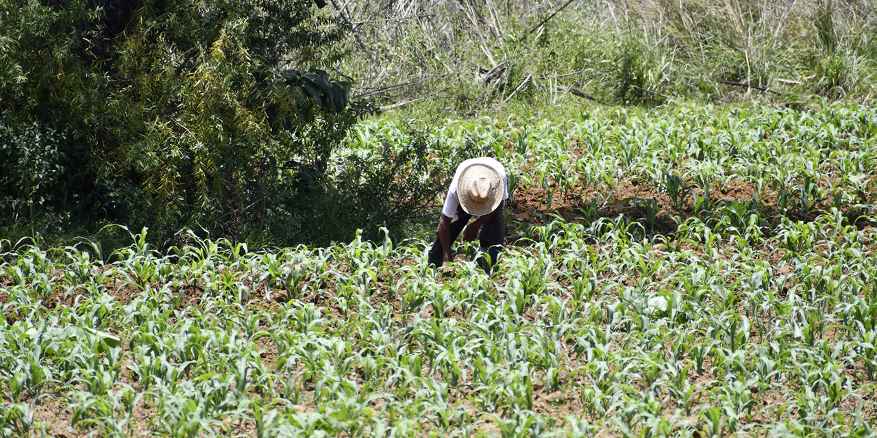 Aumentan contagios en Oaxaca durante semáforo naranja