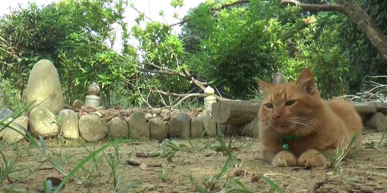 Conmueve gatita que visita tumba de su dueño fallecido todos los días | El Imparcial de Oaxaca