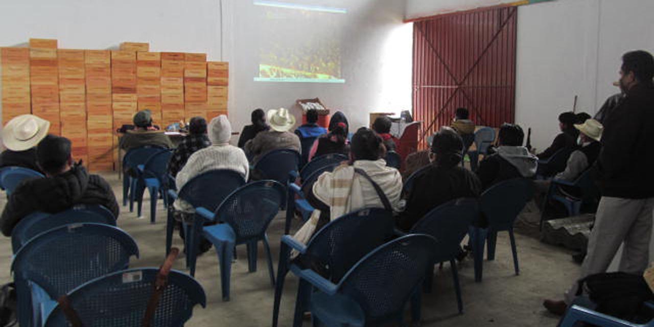 Curso a apicultores mazatecos para exportar miel de calidad | El Imparcial de Oaxaca