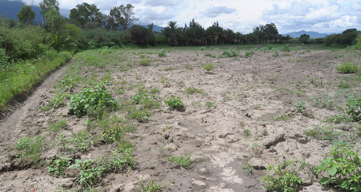 Ocultan Sedapa y Sader información  de daños al campo por lluvia y sequía | El Imparcial de Oaxaca