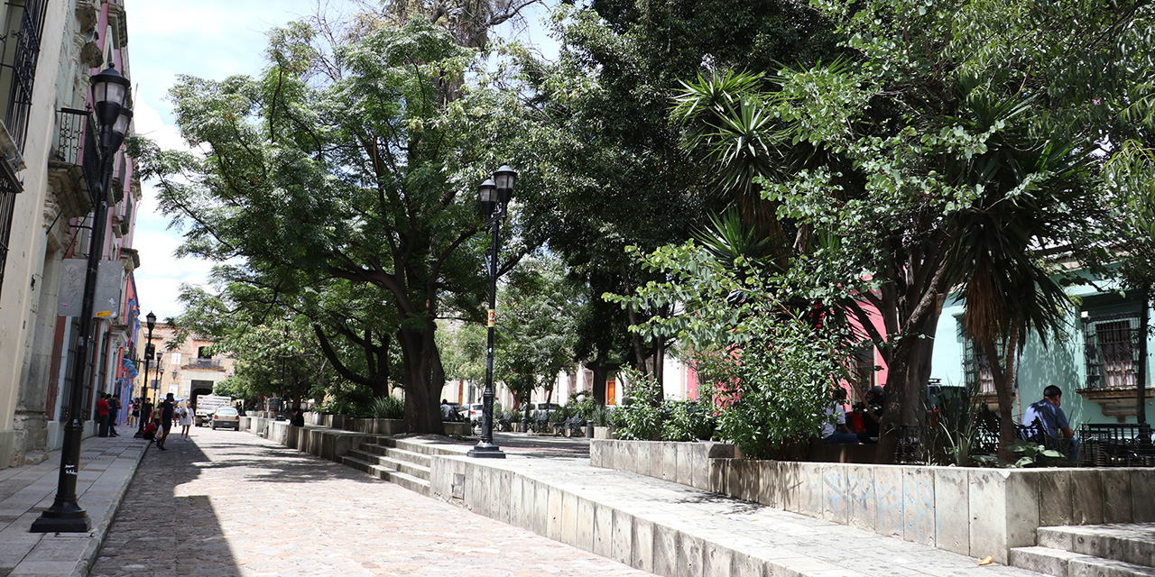 “Todos los árboles tienen daños”: Municipio de Oaxaca | El Imparcial de Oaxaca