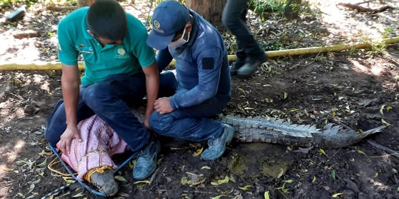¡Capturan a un cocodrilo en Santa María Colotepec!